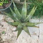 Aloe wickensiiList