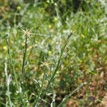 Centaurea solstitialisFlower