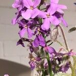 Hesperis matronalisFlower