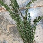 Asplenium erectum Vekstform