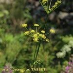 Gasparrinia peucedanoides Floare