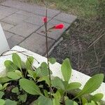 Salvia roemeriana Flor