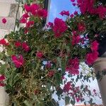 Bougainvillea glabra整株植物