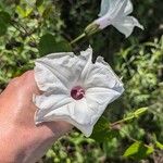 Ipomoea pandurata Flor