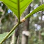 Guarea pubescens മറ്റ്