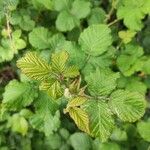 Rubus albiflorus Levél