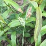 Carex tomentosa Fruit