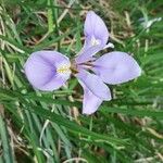 Iris unguicularis Flor