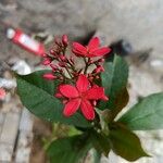 Jatropha integerrima Flower
