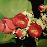 Phymosia umbellata Flor