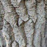 Populus deltoides 樹皮