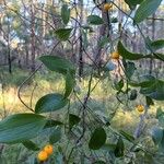 Eustrephus latifolius Ovoce