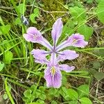 Iris tenax Flower