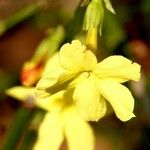 Jasminum nudiflorum Flower