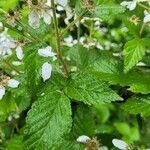 Rubus argutus Leaf