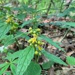 Lamium galeobdolonFlor