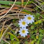 Gentiana sedifolia ফুল