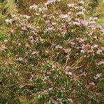 Rhododendron pachytrichum Συνήθη χαρακτηριστικά