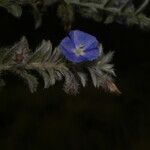 Evolvulus alsinoides Λουλούδι