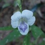 Asystasia intrusa Kwiat