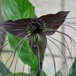 Tacca chantrieri Leaf