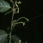 Leonia glycycarpa Кора
