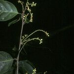 Leonia glycycarpa Corteza