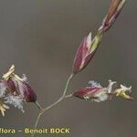 Poa cenisia Fruchs