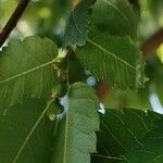 Zelkova serrata Φρούτο