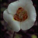 Calochortus venustus 花