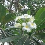 Plumeria obtusa Flor