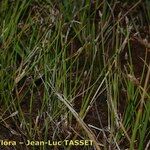 Eleocharis multicaulis Hábito