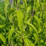 Veronica longifolia Folio