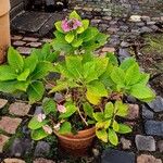 Hydrangea serrata Агульны выгляд