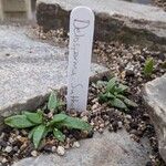 Delosperma sutherlandii Beste bat