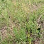 Rumex tuberosus Flower