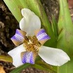 Trimezia northiana Flower