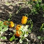 Capsicum chinense Fruit