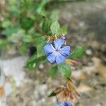 Ceratostigma plumbaginoidesÕis