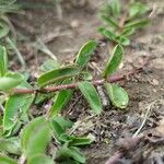 Veronica allionii Feuille