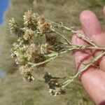 Pseudognaphalium undulatum Flower