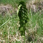 Botrychium lunaria Leaf