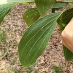 Acacia mangium Ліст