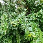 Cotoneaster acutifolius Foglia