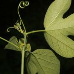 Passiflora platyloba Φύλλο