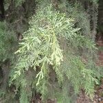 Cupressus sempervirensΦύλλο