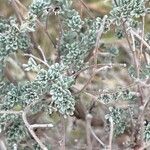 Artemisia caerulescens Hostoa