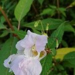 Impatiens glanduliferaFlower