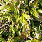 Carex plantaginea Leaf