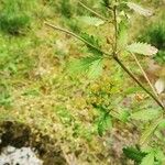 Potentilla norvegica Leaf